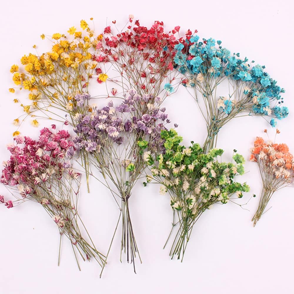 dried_flower - preserved_flower - fake_flower - 36Pcs Dried Pressed Babys Breath Flowers Nature Real Dry Pressing Floral for Resin - Molly Garden - Molly_Garden_Floral