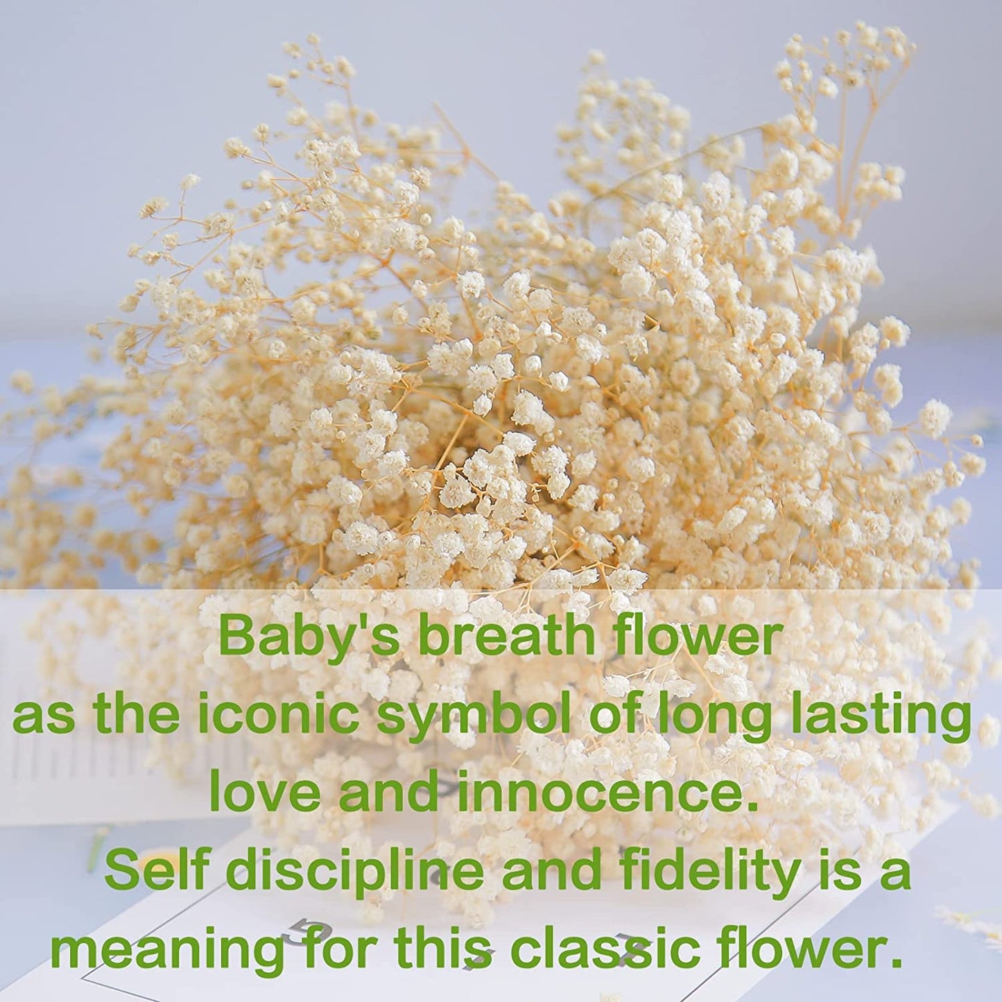 dried_flower - preserved_flower - fake_flower - 5000+Dried Babys Breath Flowers Bouquet Upgraded Natural White Gypsophila Bulk - Molly Garden - Molly_Garden_Floral