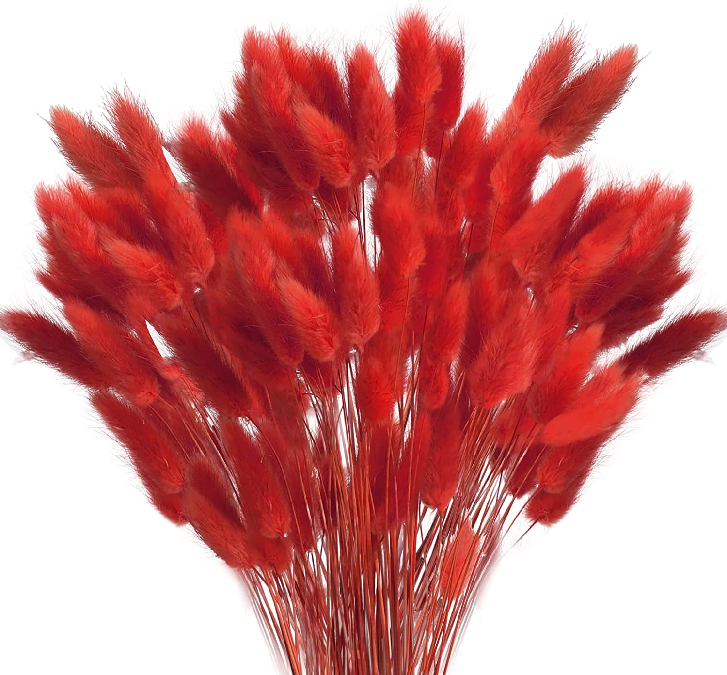 dried_flower - preserved_flower - fake_flower - 120Pcs Dried Bunny Tails Flowers Rabbit Tail Grass Lagurus Ovatus Bouquet - Molly Garden - Molly_Garden_Floral