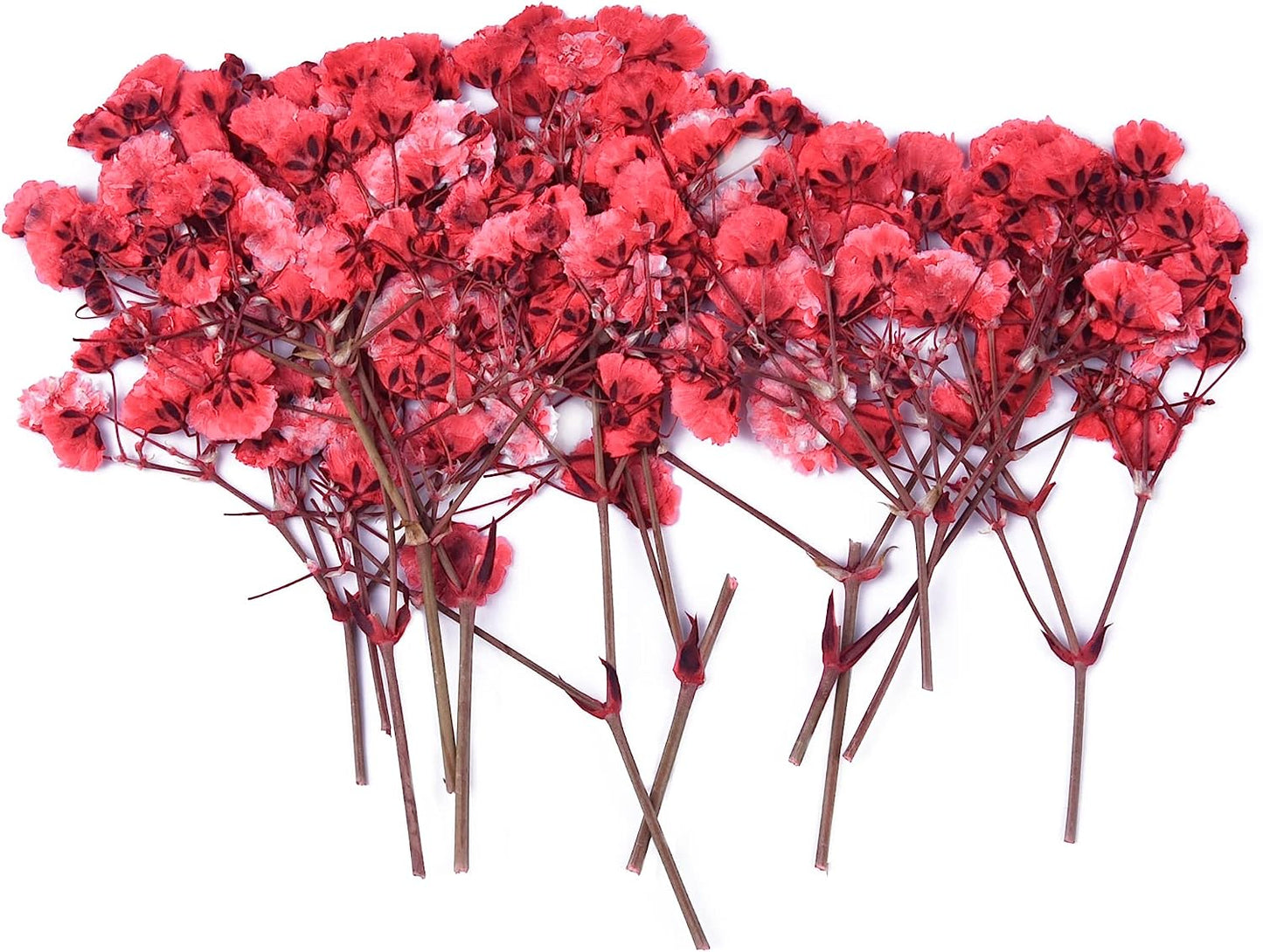 dried_flower - preserved_flower - fake_flower - 36Pcs Dried Pressed Babys Breath Flowers Nature Real Dry Pressing Floral for Resin - Molly Garden - Molly_Garden_Floral