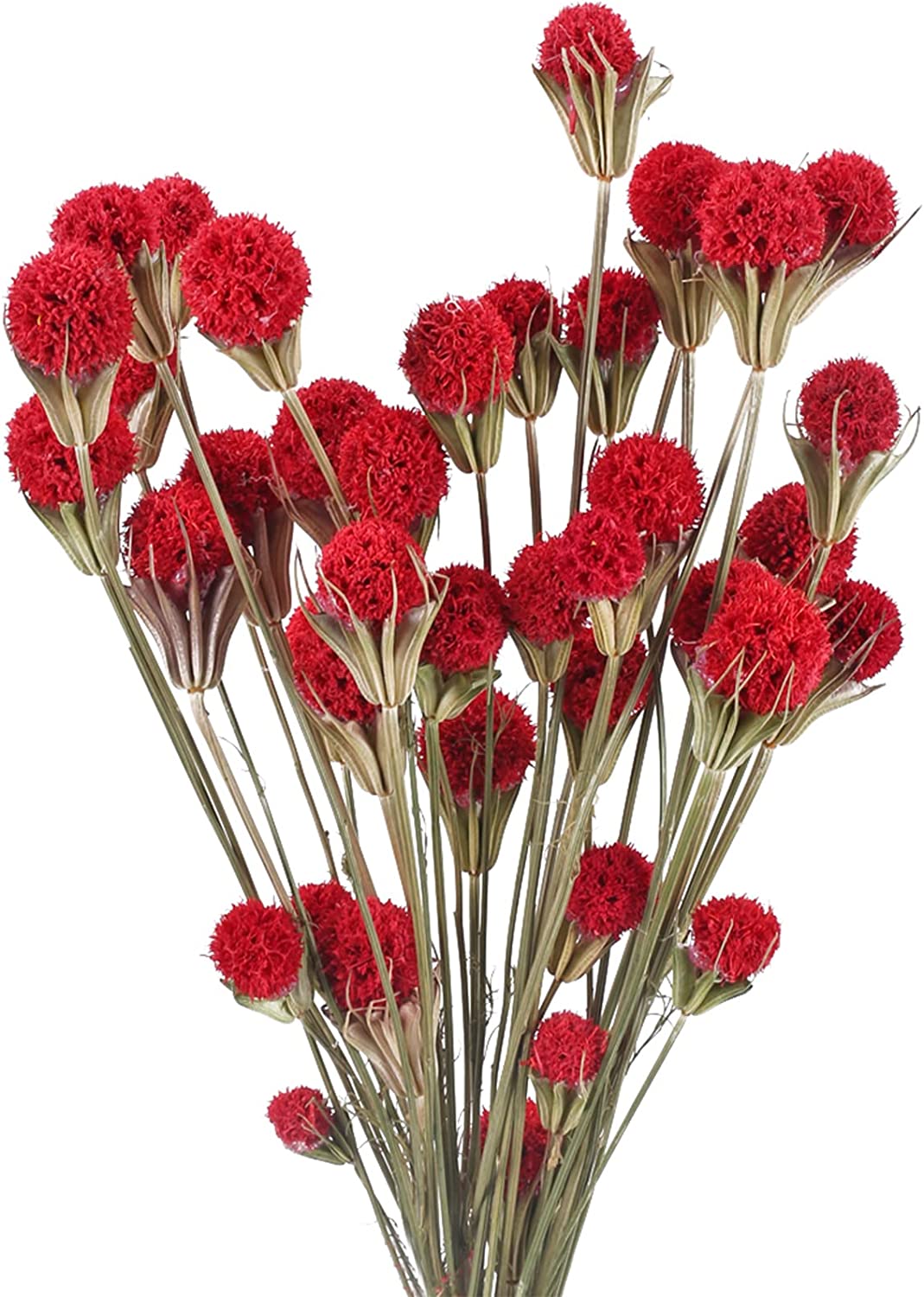 dried_flower - preserved_flower - fake_flower - 40Pcs Natural Dried Flowers Bouquet Bulk  Craspedia Billy Button Balls - Molly Garden - Molly_Garden_Floral