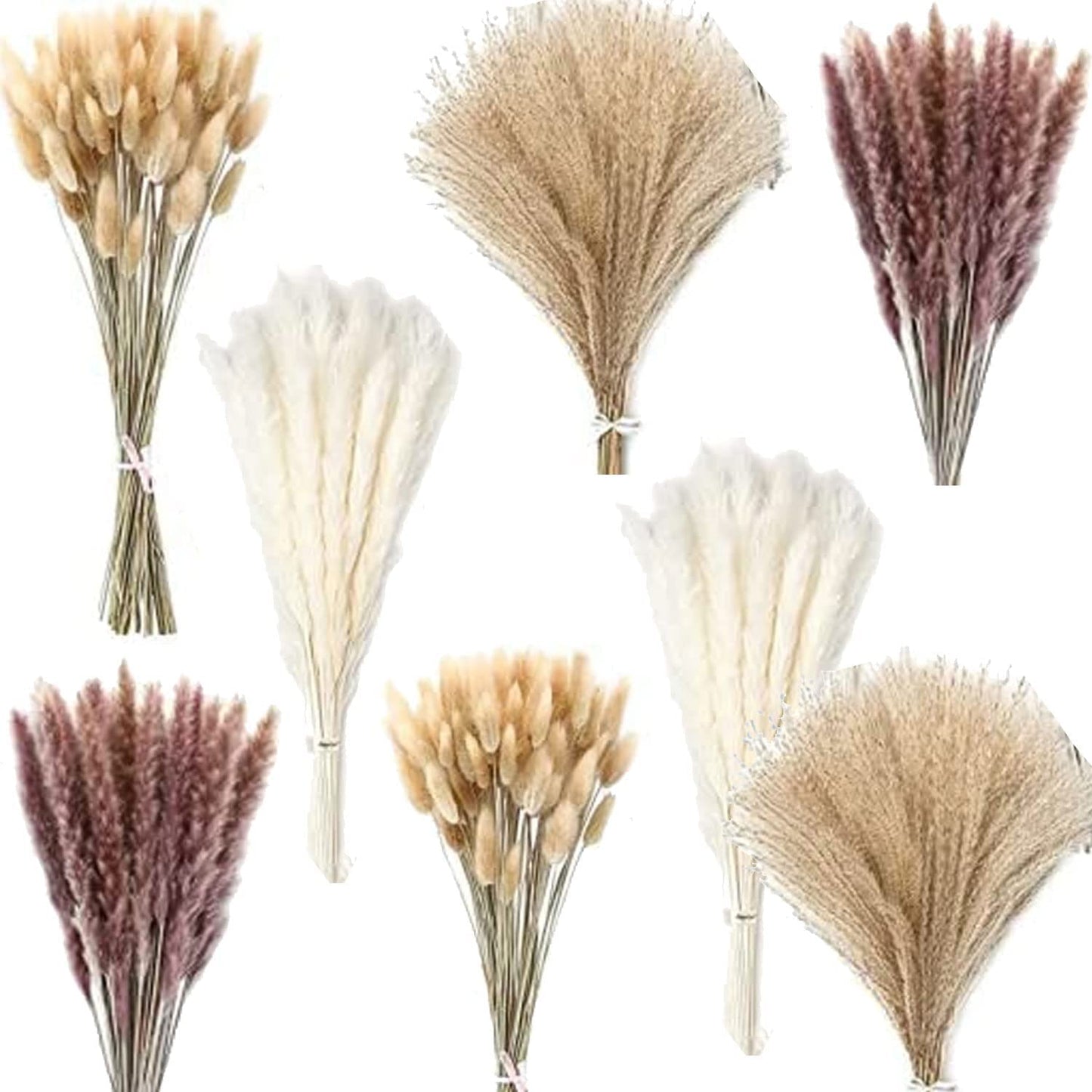 dried_flower - preserved_flower - fake_flower - 200Pcs Pampas Grass Dried Flower Arrangement Bunny Tail Feather Grass - Molly Garden - Molly_Garden_Floral