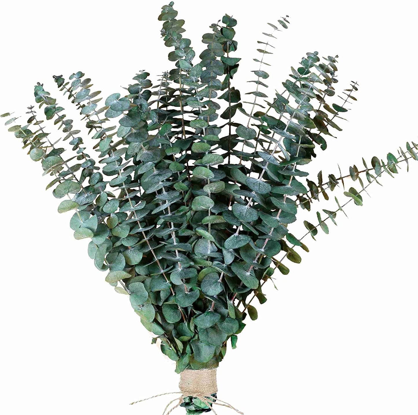 dried_flower - preserved_flower - fake_flower - 14Pcs Real Eucalyptus Stem Dried Preserved Natural 17" Fresh Bundle for Shower - Molly Garden - Molly_Garden_Floral