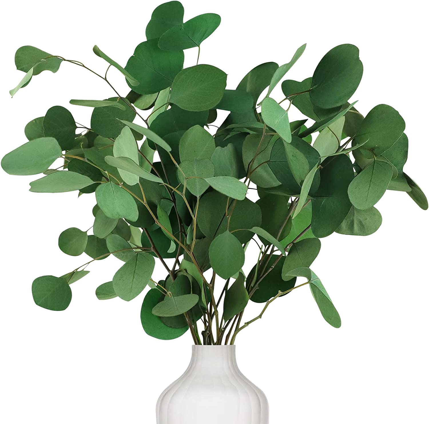 dried_flower - preserved_flower - fake_flower - 7-10Pcs Preserved Dried Eucalyptus Stems 100% Natural Real Silver Dollar Leaves - Molly Garden - Molly_Garden_Floral