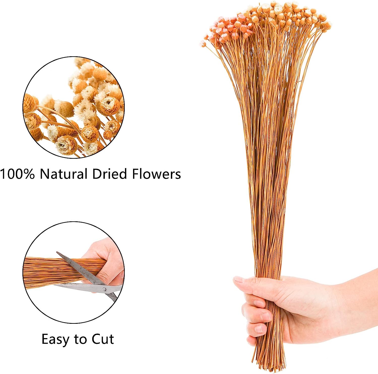 dried_flower - preserved_flower - fake_flower - 300Stems Natural Dry Flowers Brazilian Small Star Daisy Mini Chamomile Bouquet - Molly Garden - Molly_Garden_Floral