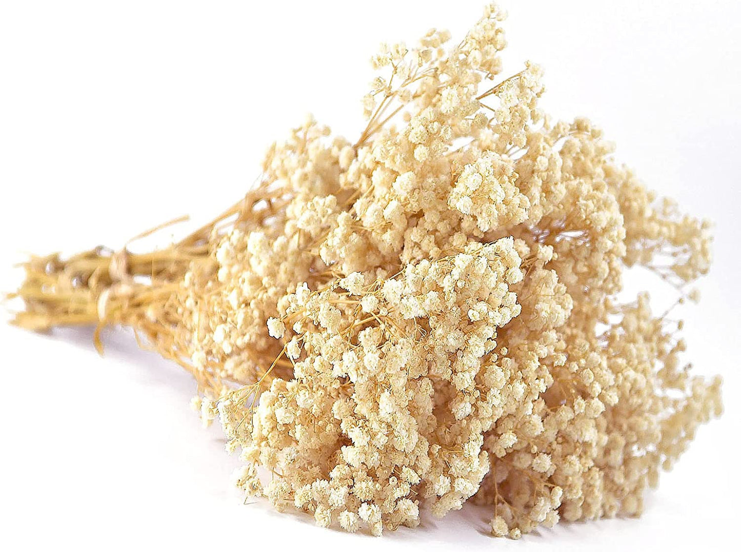 dried_flower - preserved_flower - fake_flower - 3Bunches Preserved Babys Breath 100% Natrual Fresh Gypsophila Long Lasting Flowers - Molly Garden - Molly_Garden_Floral