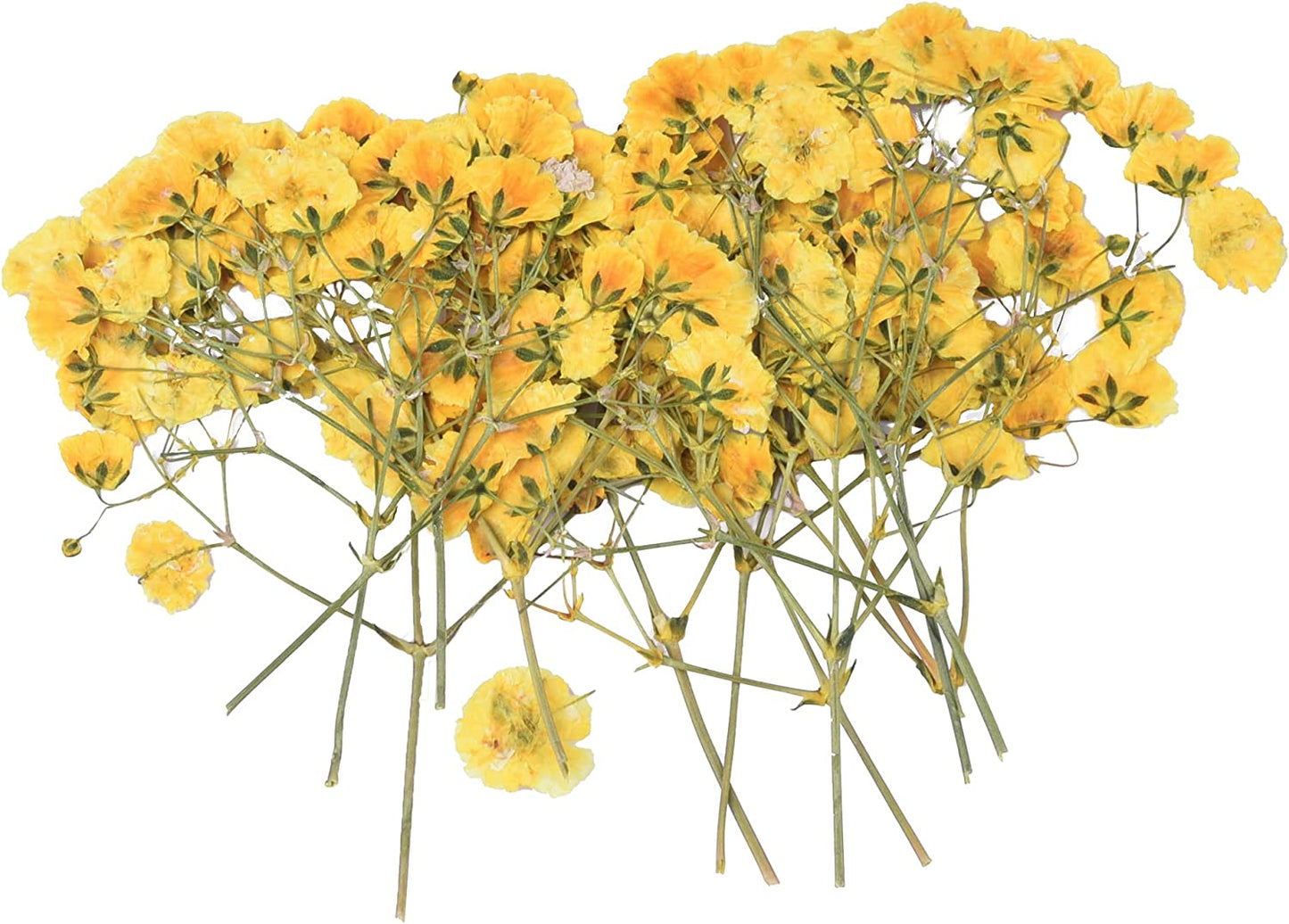 dried_flower - preserved_flower - fake_flower - 36Pcs Dried Pressed Babys Breath Flowers Nature Real Dry Pressing Floral for Resin - Molly Garden - Molly_Garden_Floral