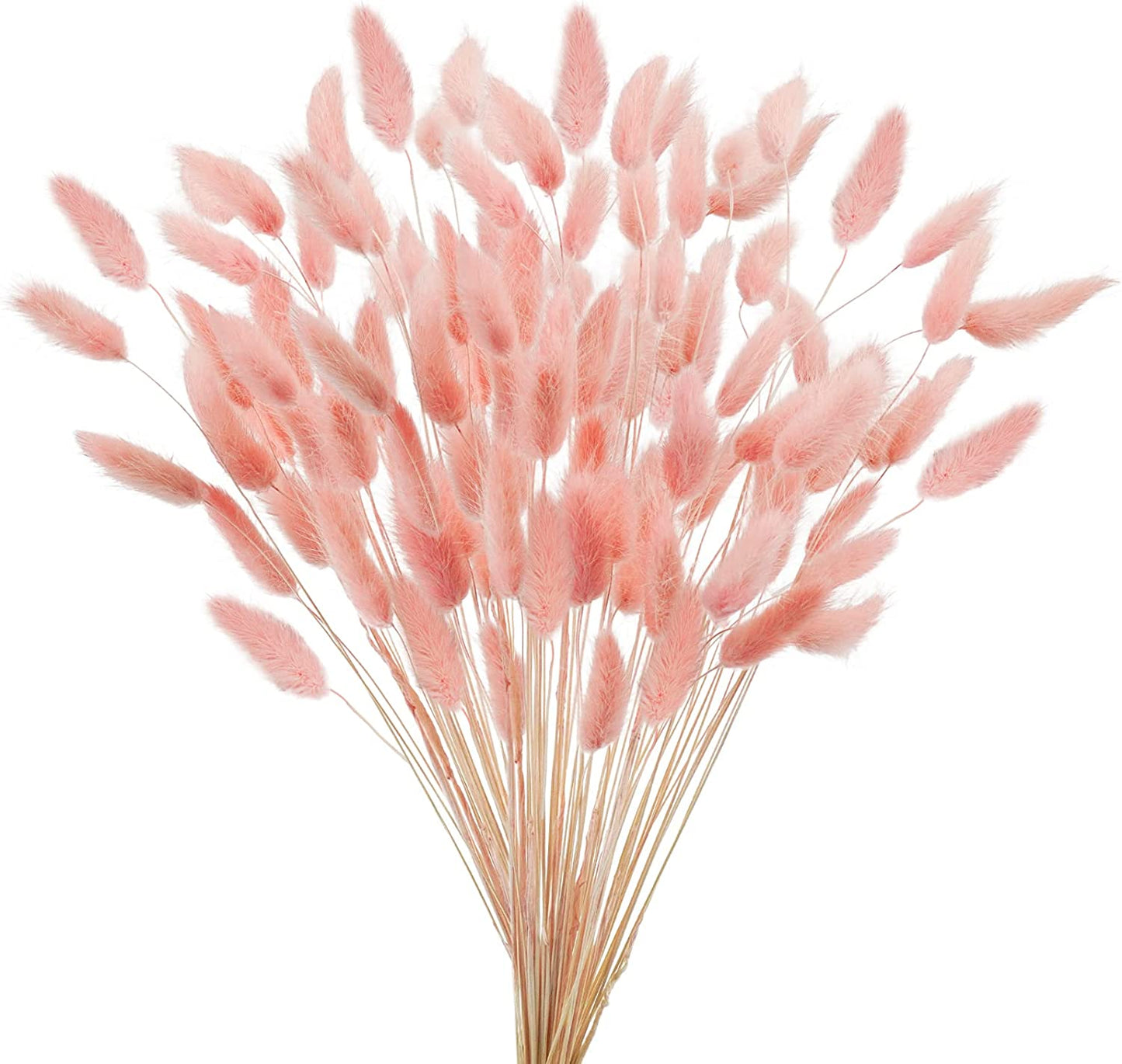 dried_flower - preserved_flower - fake_flower - 50Pcs Dried Lagurus Ovatus 17’’ Natural Bunny Tails Flowers Dried Pampas Grass - Molly Garden - Molly_Garden_Floral