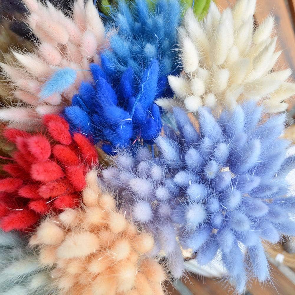 dried_flower - preserved_flower - fake_flower - 50Pcs Natural Dried Lagurus Ovatus Bouquet Rabbit Bunny Tail Pampas Grass - Molly Garden - Molly_Garden_Floral