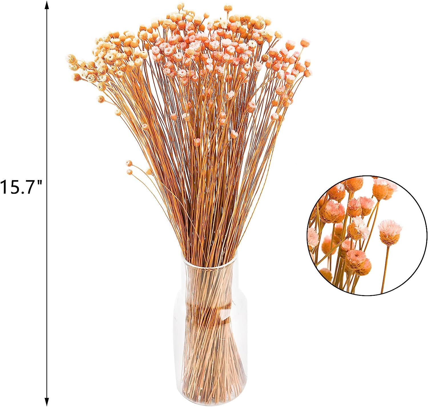 dried_flower - preserved_flower - fake_flower - 300Stems Natural Dry Flowers Brazilian Small Star Daisy Mini Chamomile Bouquet - Molly Garden - Molly_Garden_Floral