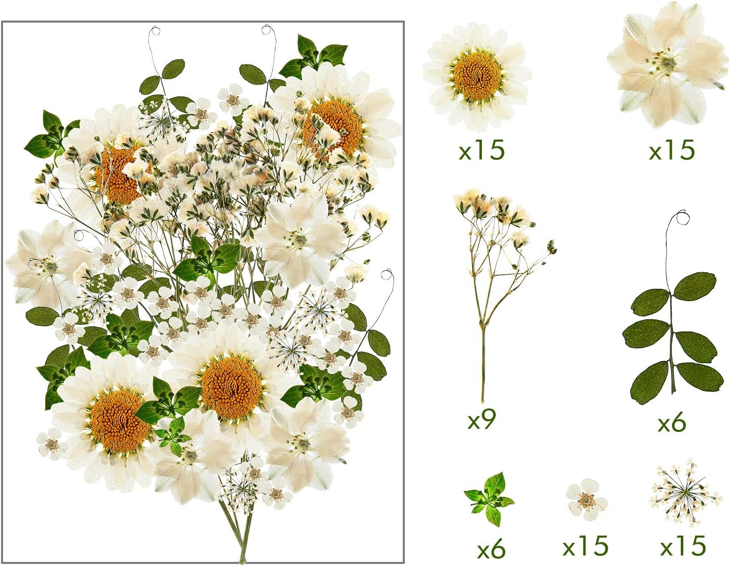 dried_flower - preserved_flower - fake_flower - 81Pcs White Dried Pressed Flowers Leaves Natural Larkspur Gypsophila for Resin - Molly Garden - Molly_Garden_Floral