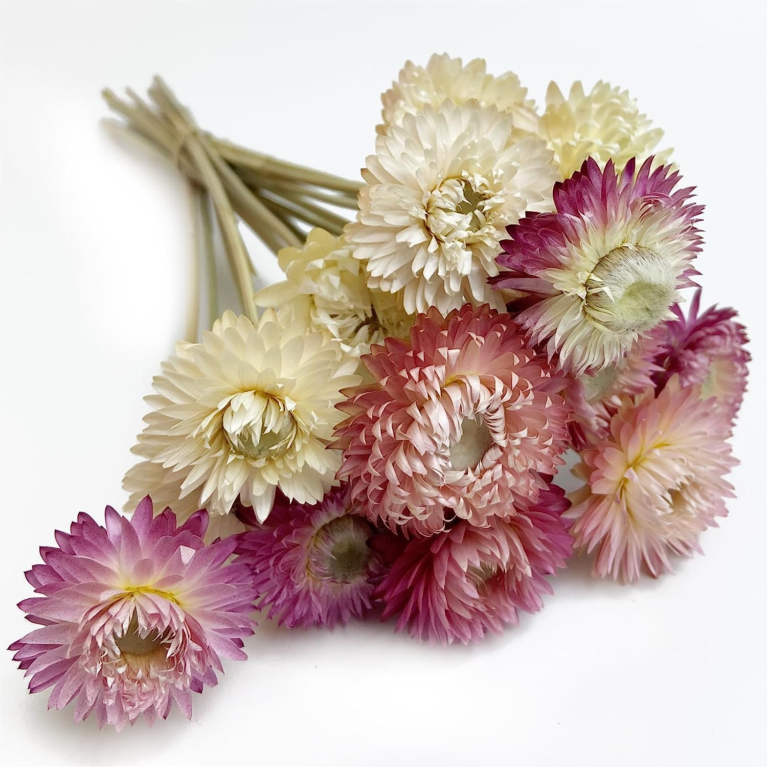 dried_flower - preserved_flower - fake_flower - 2Packs of Caspia Statice/Sea Lavender Dried Flower Bouquets 100% Natural - Molly Garden - Molly_Garden_Floral