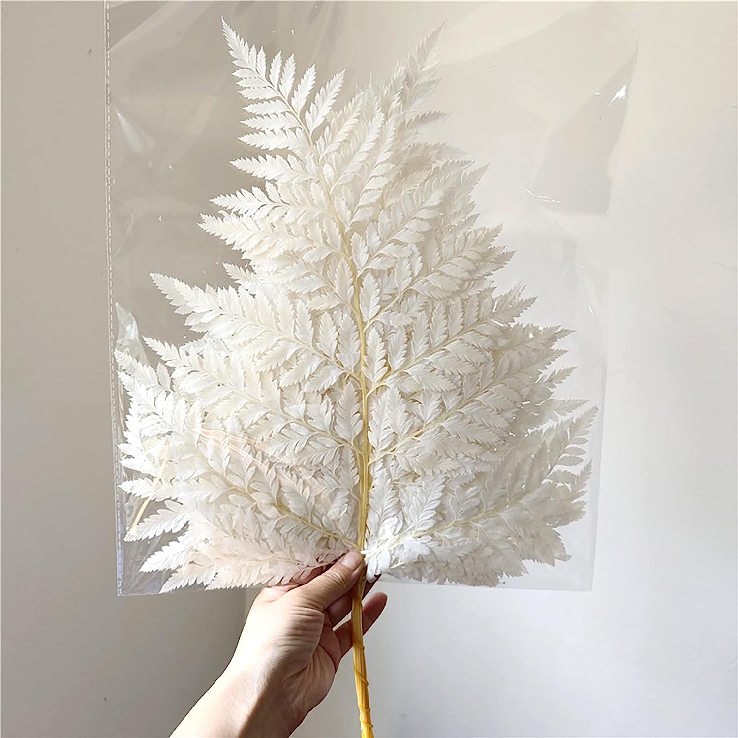 dried_flower - preserved_flower - fake_flower - 10Stems Preserved Real Green Ferns Dried Green Fern Tips Bouquets Flowers - Molly Garden - Molly_Garden_Floral