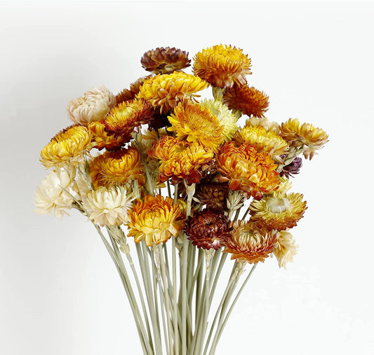 dried_flower - preserved_flower - fake_flower - 40Pcs Dried Flower Daisy Bouquet 100% Natural Chrysanthemum Dry Floral - Molly Garden - Molly_Garden_Floral