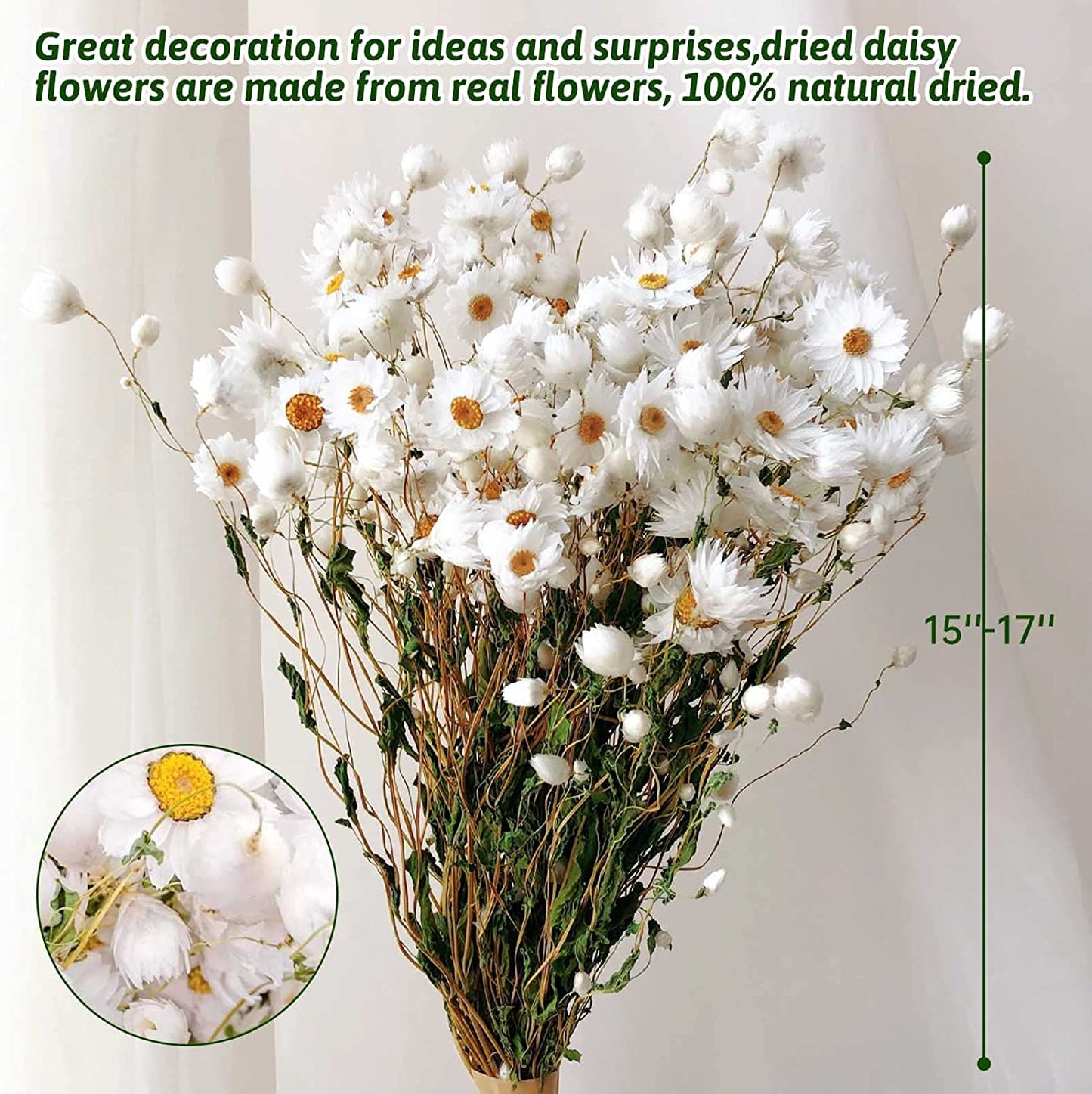 dried_flower - preserved_flower - fake_flower - 200+Stems Real Dry White Flowers with Dried Daisy Bouquet 17'' Gerber Daisies - Molly Garden - Molly_Garden_Floral
