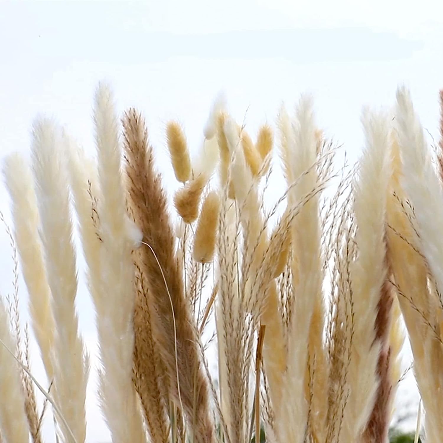 dried_flower - preserved_flower - fake_flower - 125Pcs Mixed Pompas Flowers Bouquet with 8 Kinds of Dried Plants Branches - Molly Garden - Molly_Garden_Floral