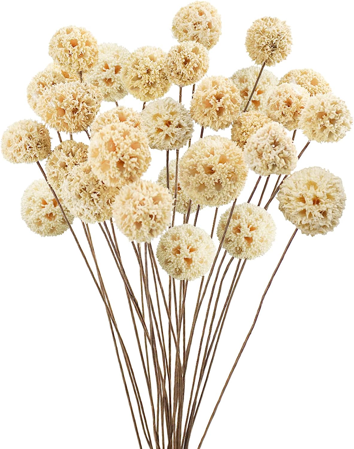 dried_flower - preserved_flower - fake_flower - 24Pcs Dried Craspedia Billy Balls Flowers 18” Natural Floral Arrangements - Molly Garden - Molly_Garden_Floral
