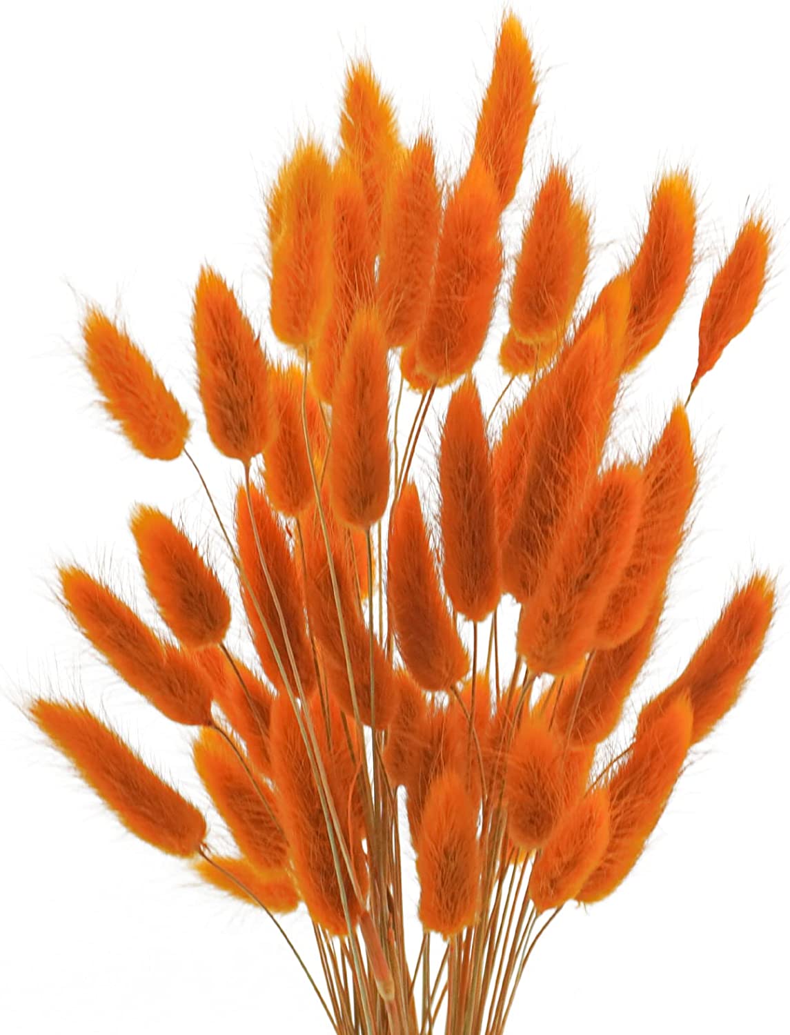 dried_flower - preserved_flower - fake_flower - 50Pcs Dried Lagurus Ovatus 17’’ Natural Bunny Tails Flowers Dried Pampas Grass - Molly Garden - Molly_Garden_Floral