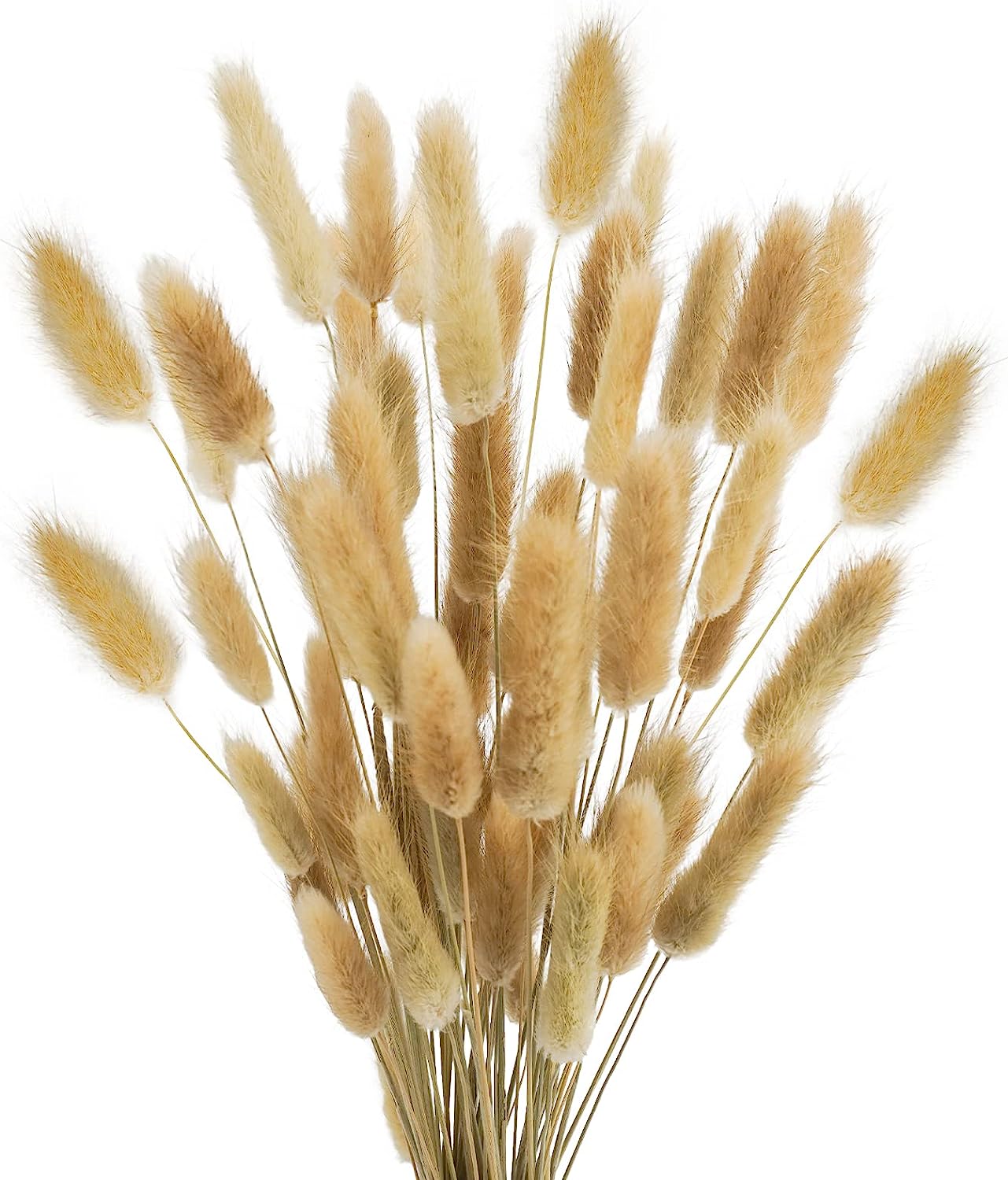 dried_flower - preserved_flower - fake_flower - 50Pcs Dried Lagurus Ovatus 17’’ Natural Bunny Tails Flowers Dried Pampas Grass - Molly Garden - Molly_Garden_Floral