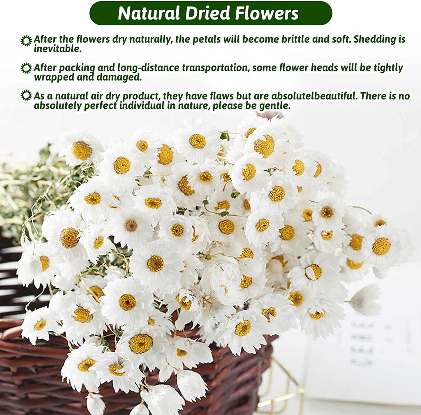 dried_flower - preserved_flower - fake_flower - 200+Stems Real Dry White Flowers with Dried Daisy Bouquet 17'' Gerber Daisies - Molly Garden - Molly_Garden_Floral