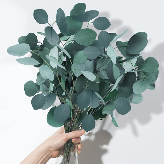 dried_flower - preserved_flower - fake_flower - 7-10Pcs 100% Natural Silver Dollar Leaves Dried Preserved Eucalyptus Stems - Molly Garden - Molly_Garden_Floral