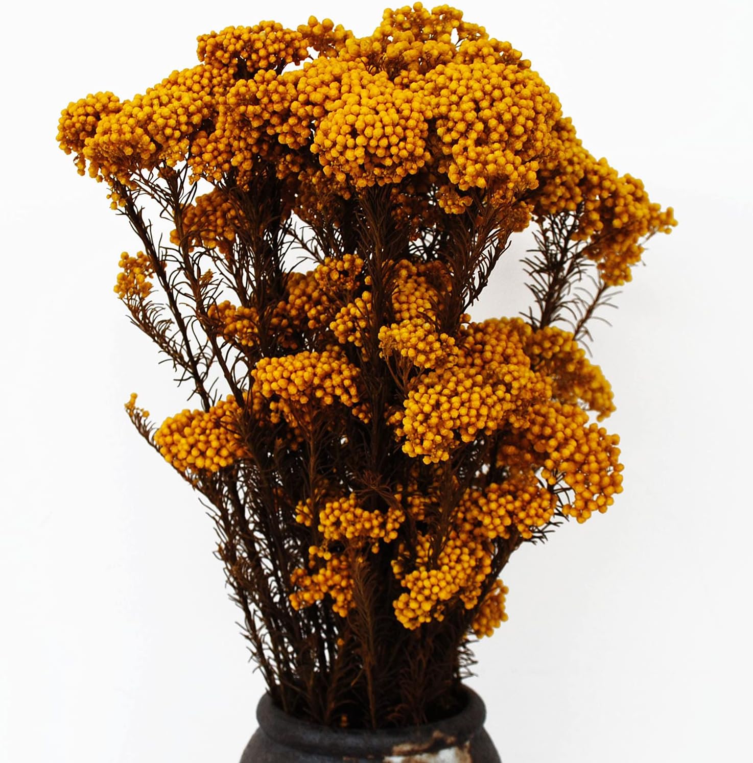dried_flower - preserved_flower - fake_flower - Golden Manor Natural Millet Flowers Dried Bouquet for Home Wedding Decoration - Molly Garden - Molly_Garden_Floral