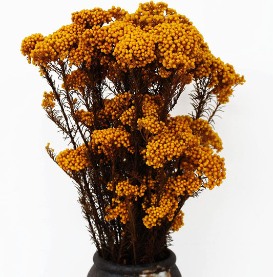 dried_flower - preserved_flower - fake_flower - Golden Manor Natural Millet Flowers Dried Bouquet for Home Wedding Decoration - Molly Garden - Molly_Garden_Floral