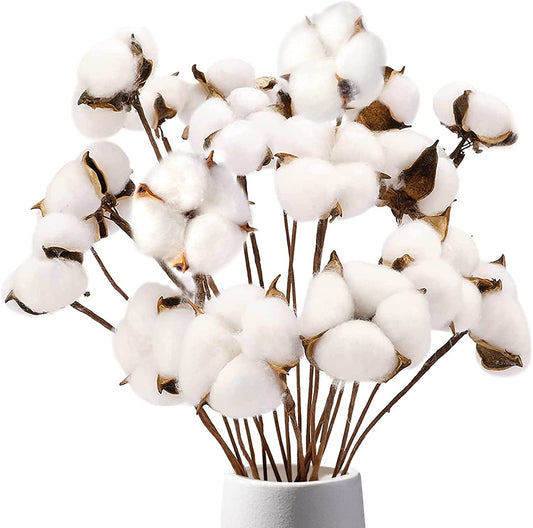 dried_flower - preserved_flower - fake_flower - Cotton Stems Natural Dried Plant 8Packs Total 15 Balls Spring Blooms Floral - Molly Garden - Molly_Garden_Floral