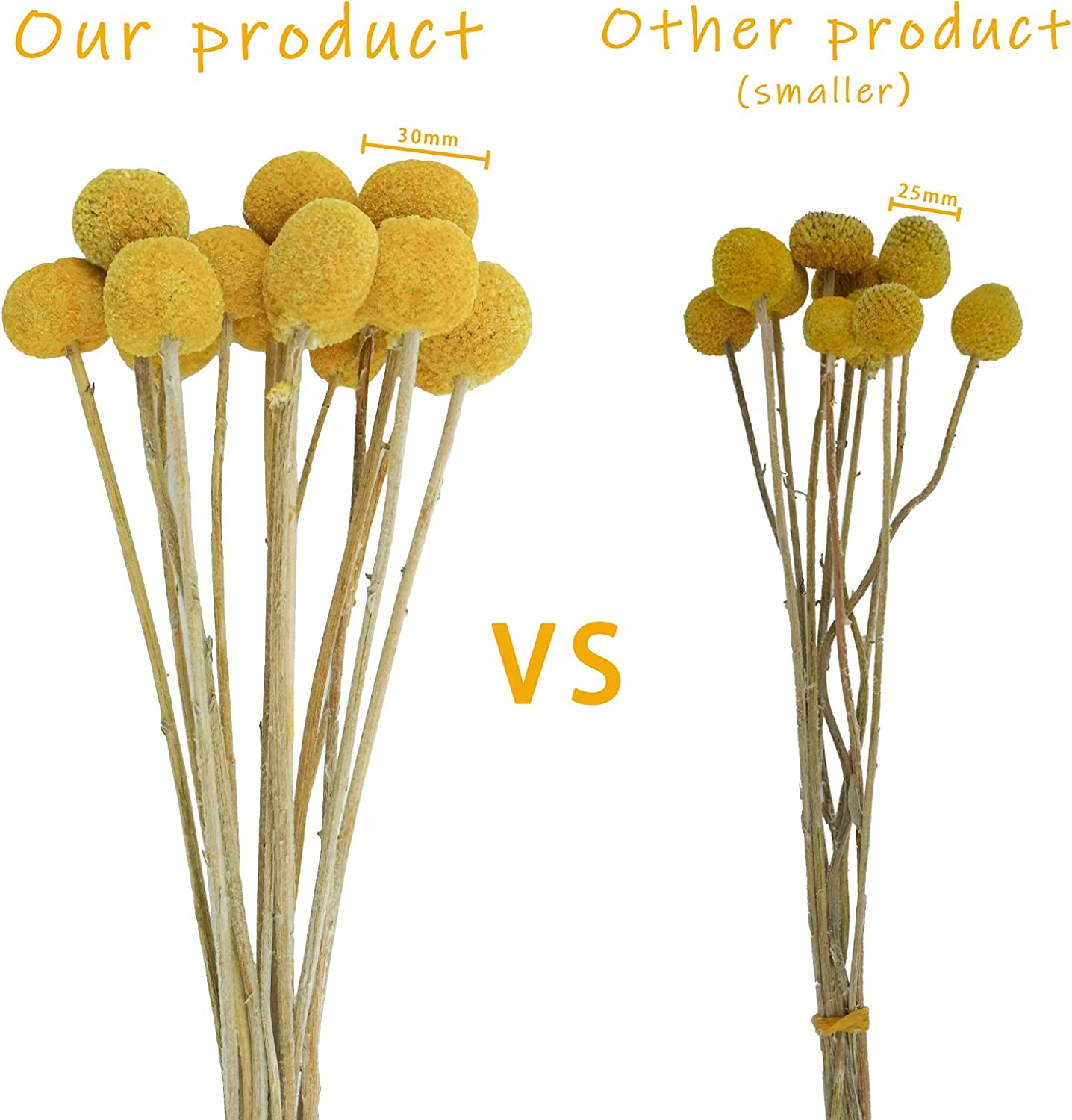 dried_flower - preserved_flower - fake_flower - 30Pcs Yellow Natural Dried Flowers Craspedia Billy Balls Flowers Billy Buttons - Molly Garden - Molly_Garden_Floral