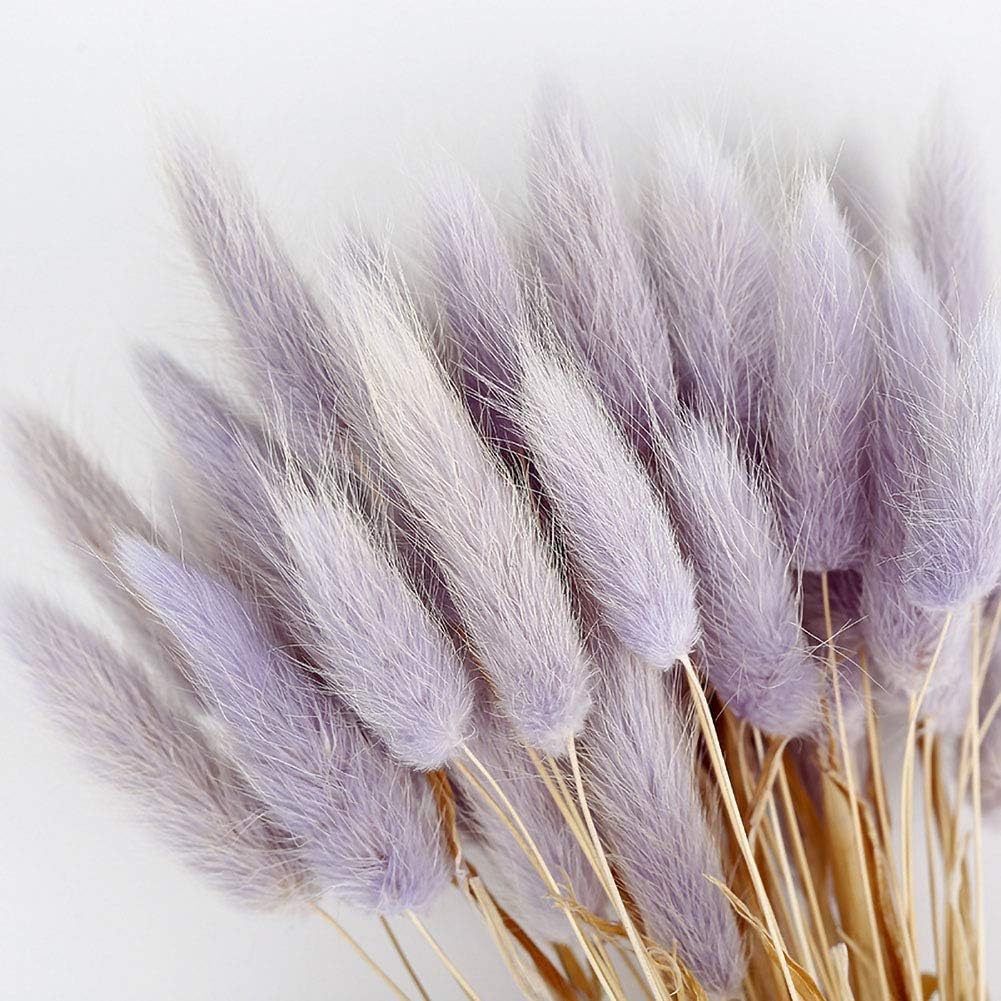 dried_flower - preserved_flower - fake_flower - 50Pcs Natural Dried Lagurus Ovatus Bouquet Rabbit Bunny Tail Pampas Grass - Molly Garden - Molly_Garden_Floral