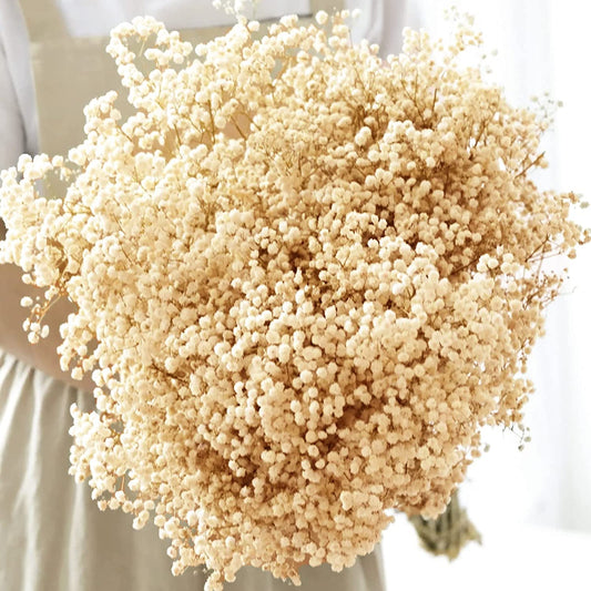 dried_flower - preserved_flower - fake_flower - 5000+Dried Babys Breath Flowers Bouquet Upgraded Natural White Gypsophila Bulk - Molly Garden - Molly_Garden_Floral