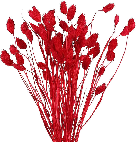 dried_flower - preserved_flower - fake_flower - 60Pcs Dried Flowers Bouquet Natural Red Bunny Tails Floral Arrangements - Molly Garden - Molly_Garden_Floral