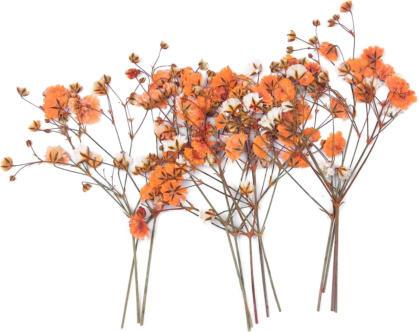 dried_flower - preserved_flower - fake_flower - 36Pcs Dried Pressed Babys Breath Flowers Nature Real Dry Pressing Floral for Resin - Molly Garden - Molly_Garden_Floral