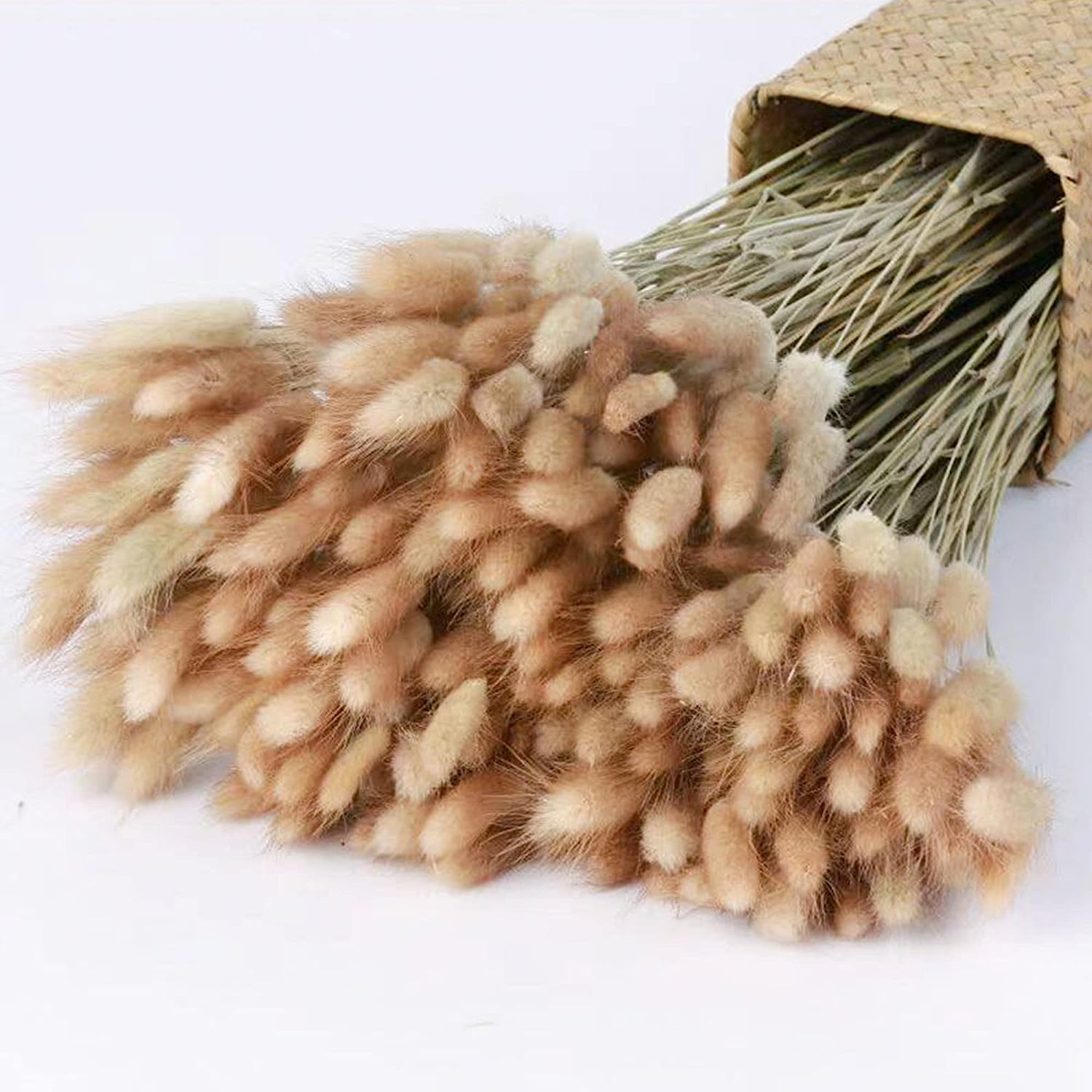 dried_flower - preserved_flower - fake_flower - 120Pcs Natural Dried Bunny Tail Grass Flowers for Home Decor & Floral Arrangements - Molly Garden - Molly_Garden_Floral