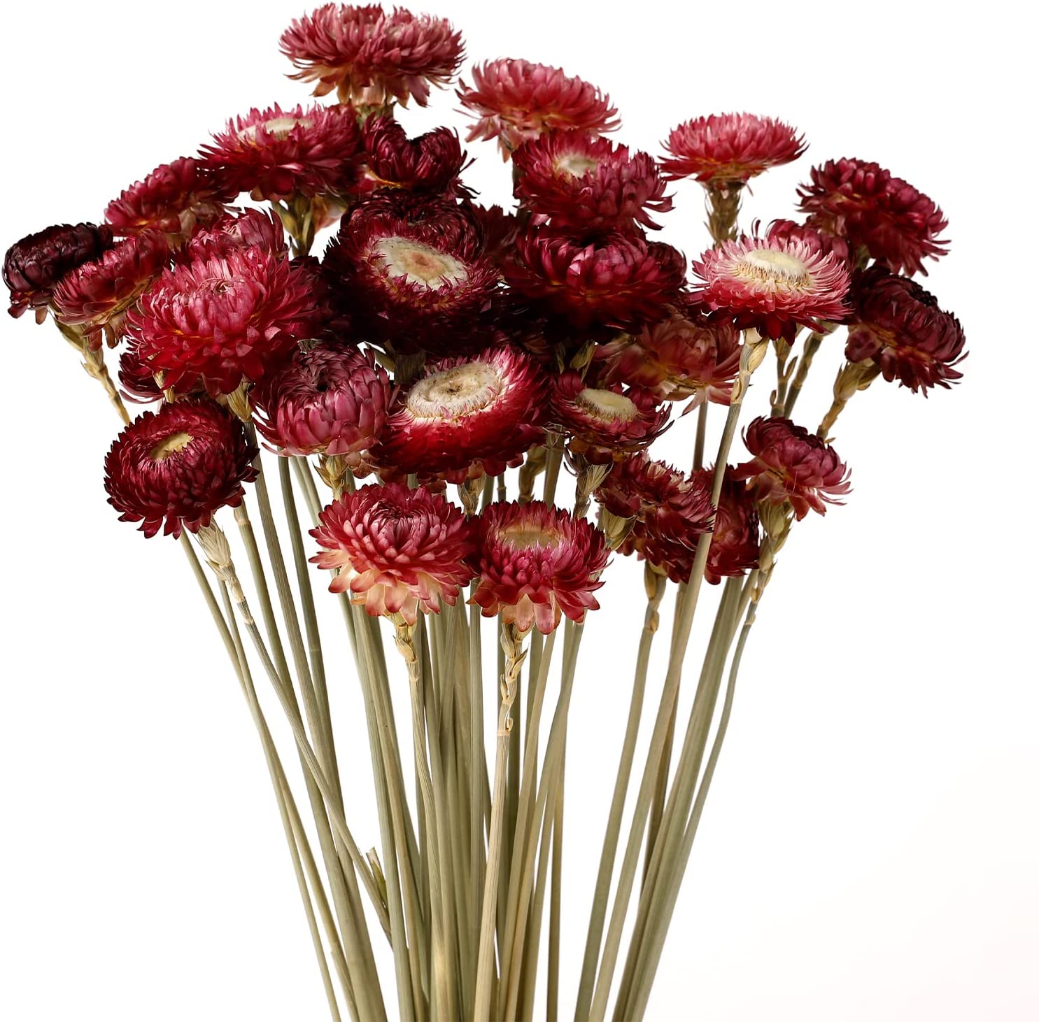 dried_flower - preserved_flower - fake_flower - 40Pcs Dried Flower Daisy Bouquet 100% Natural Chrysanthemum Dry Floral - Molly Garden - Molly_Garden_Floral