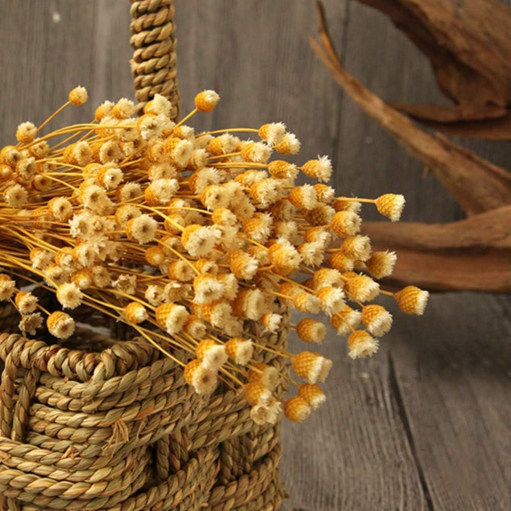 dried_flower - preserved_flower - fake_flower - 250Stems Natural Dry Flowers Brazilian Small Star Daisy Dried Mini Chamomile - Molly Garden - Molly_Garden_Floral