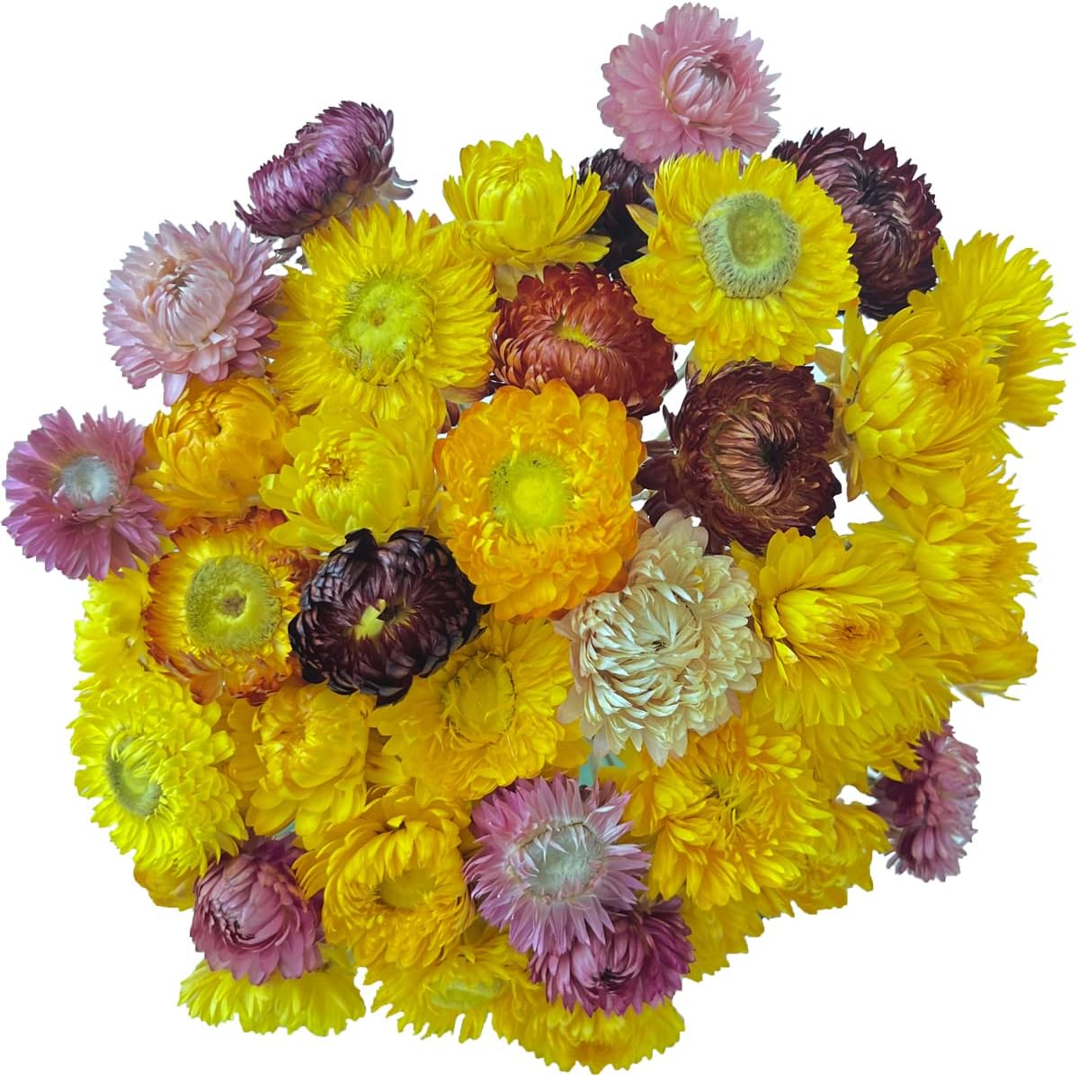 dried_flower - preserved_flower - fake_flower - 40Pcs Natural Dried Daisies Dry Daisy Flowers Bouquet with Stem for DIY - Molly Garden - Molly_Garden_Floral