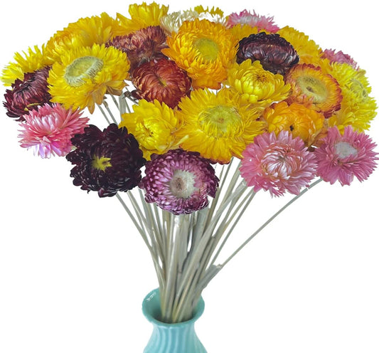 dried_flower - preserved_flower - fake_flower - 40Pcs Natural Dried Daisies Dry Daisy Flowers Bouquet with Stem for DIY - Molly Garden - Molly_Garden_Floral