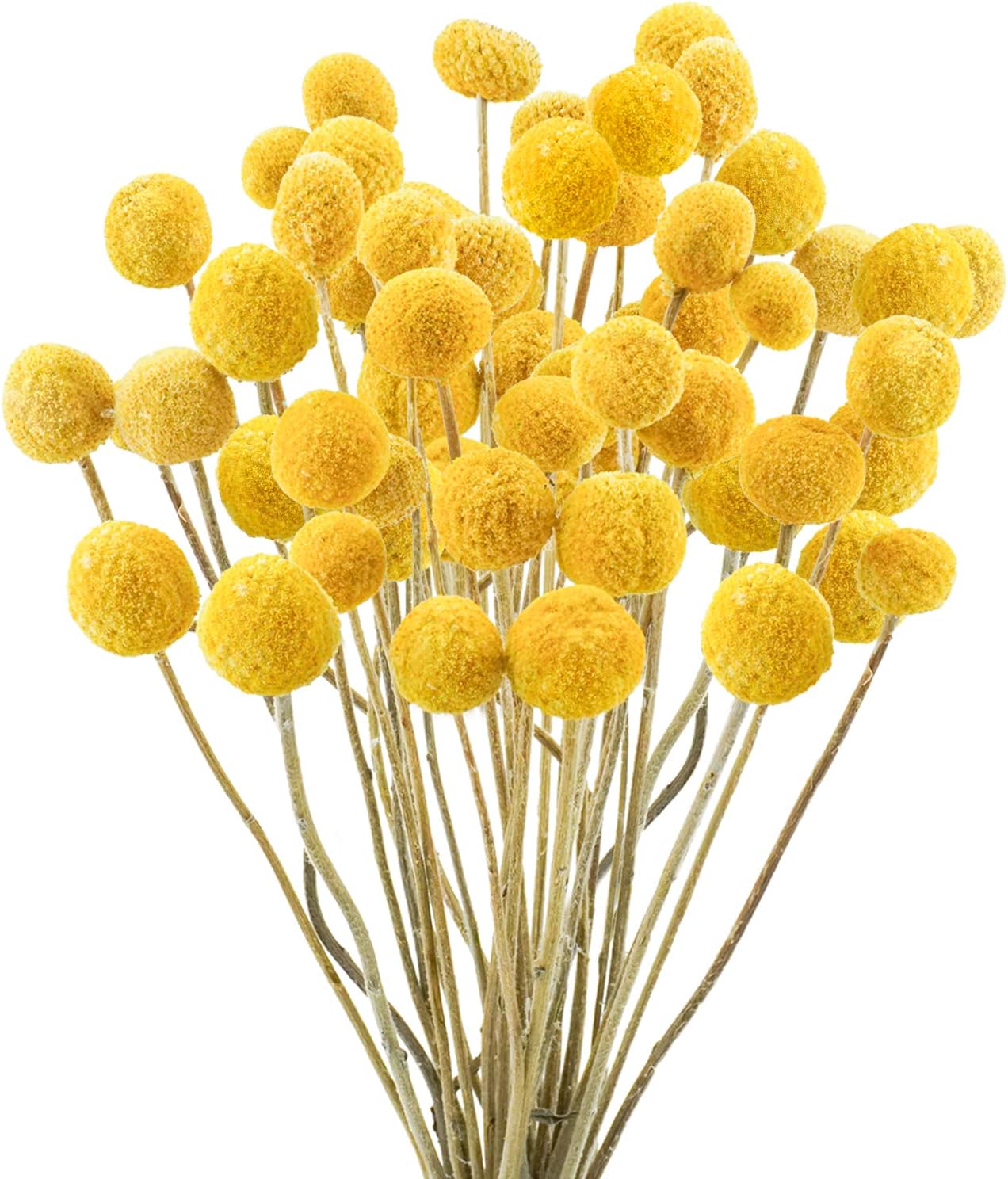 dried_flower - preserved_flower - fake_flower - 30Pcs Yellow Natural Dried Flowers Craspedia Billy Balls Flowers Billy Buttons - Molly Garden - Molly_Garden_Floral