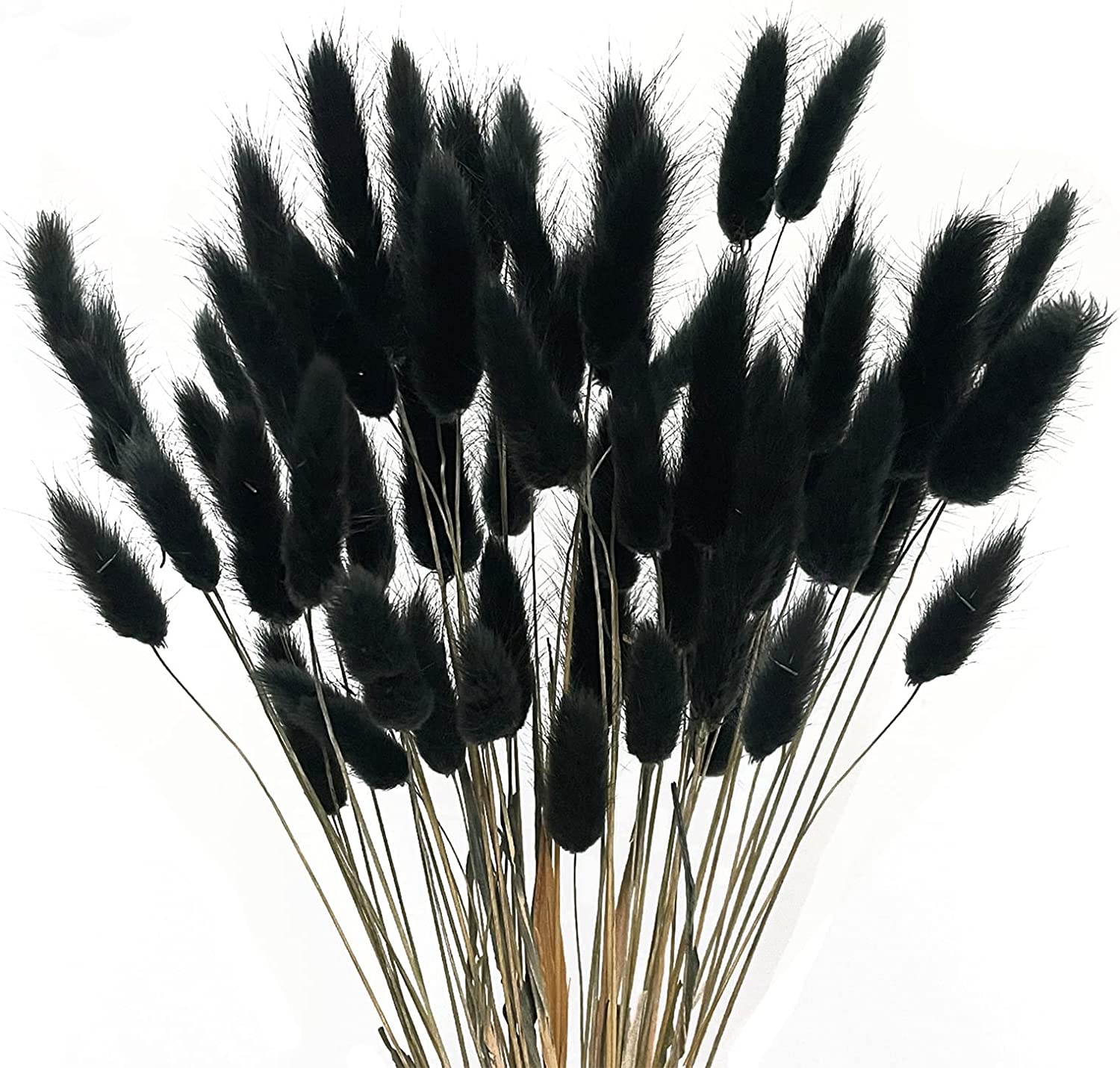 dried_flower - preserved_flower - fake_flower - 120Pcs Dried Bunny Tails Flowers Rabbit Tail Grass Lagurus Ovatus Bouquet - Molly Garden - Molly_Garden_Floral