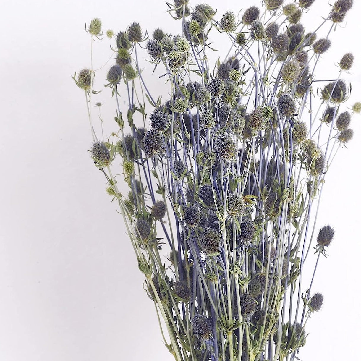 dried_flower - preserved_flower - fake_flower - Dried Eryngium Sea Holly Flowers Bouquet 100% Natural for Vase Home Decor - Molly Garden - Molly_Garden_Floral