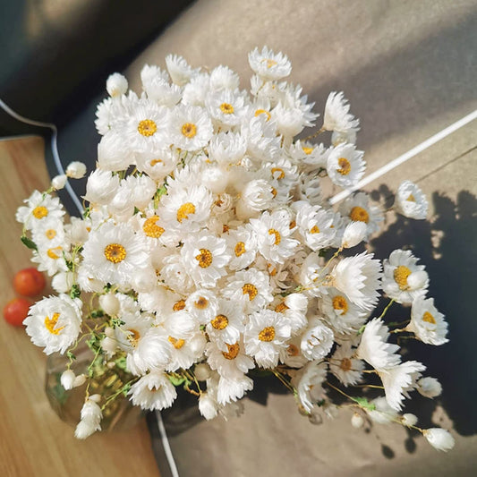 dried_flower - preserved_flower - fake_flower - 200+Stems Real Dry White Flowers with Dried Daisy Bouquet 17'' Gerber Daisies - Molly Garden - Molly_Garden_Floral