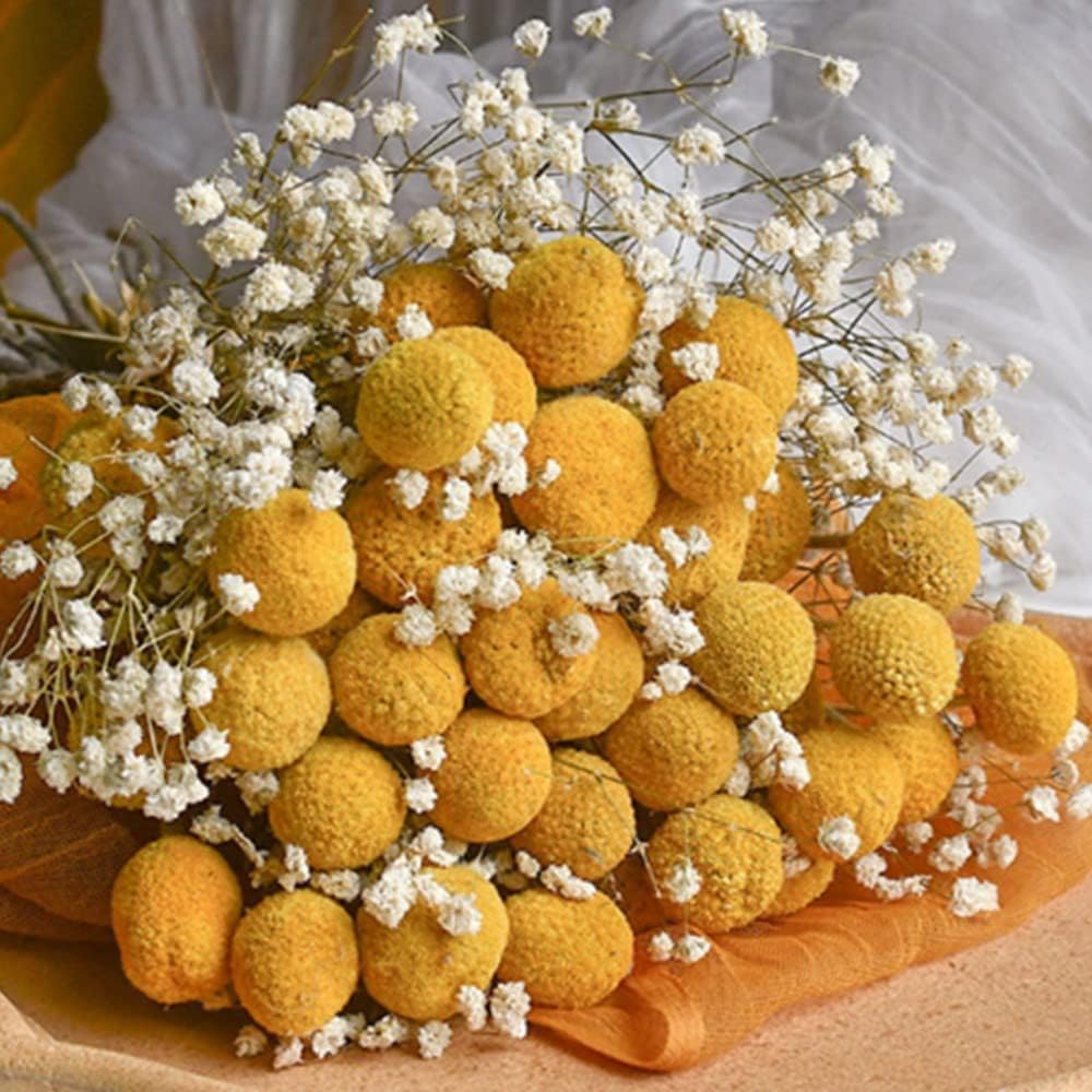dried_flower - preserved_flower - fake_flower - 208Pcs Gypsophila Dried Flower Bouquet with 15Pcs Natural Yellow Billy Balls - Molly Garden - Molly_Garden_Floral