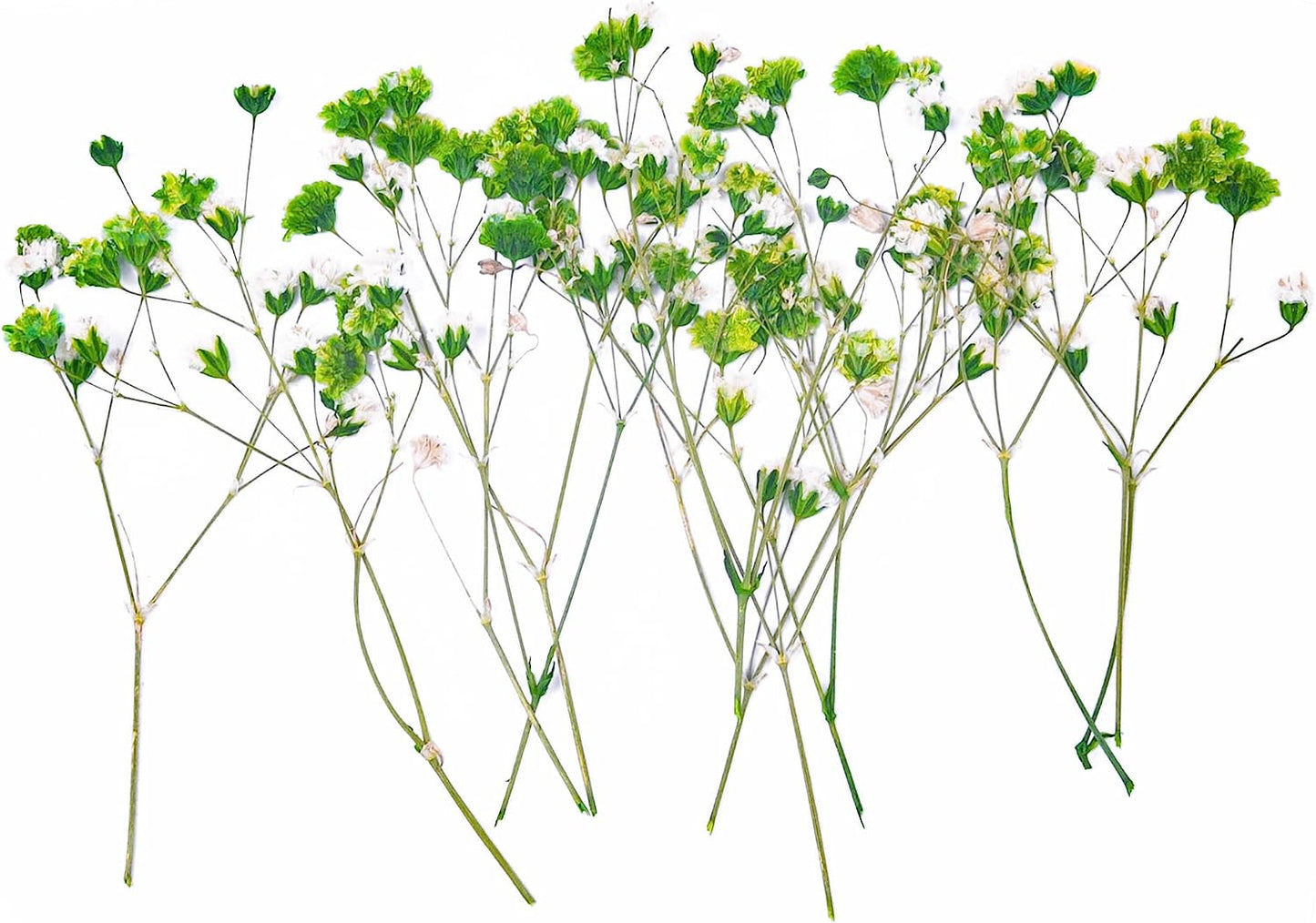 dried_flower - preserved_flower - fake_flower - 36Pcs Dried Pressed Babys Breath Flowers Nature Real Dry Pressing Floral for Resin - Molly Garden - Molly_Garden_Floral