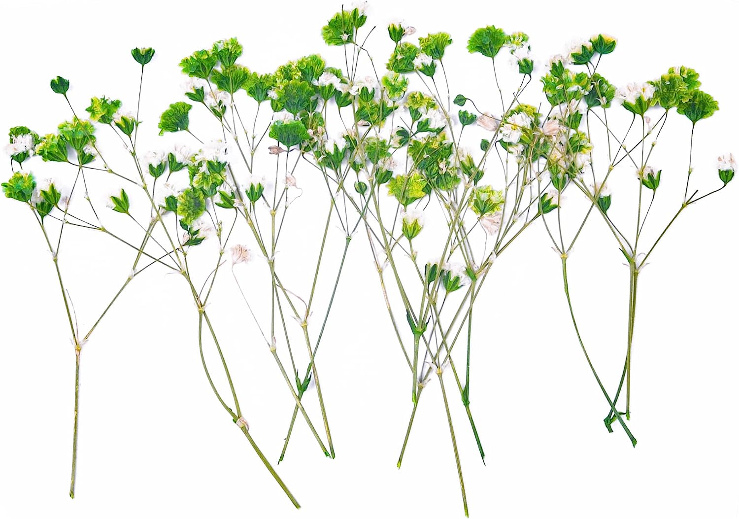dried_flower - preserved_flower - fake_flower - 36Pcs Dried Pressed Babys Breath Flowers Nature Real Dry Pressing Floral for Resin - Molly Garden - Molly_Garden_Floral