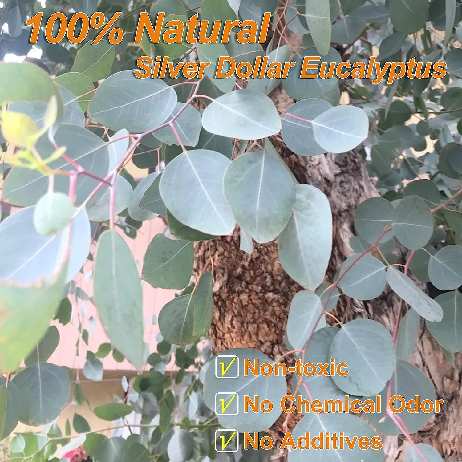 dried_flower - preserved_flower - fake_flower - 7-10Pcs 100% Natural Silver Dollar Leaves Dried Preserved Eucalyptus Stems - Molly Garden - Molly_Garden_Floral