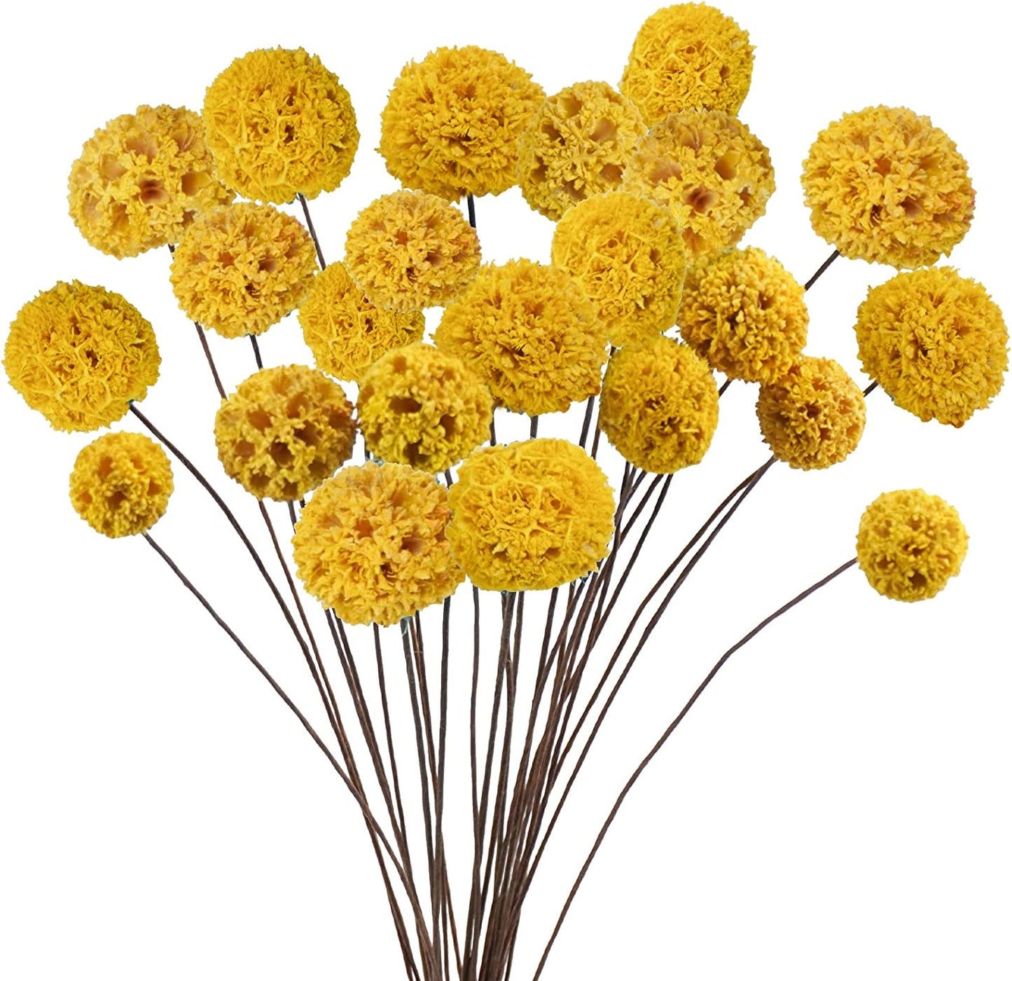 dried_flower - preserved_flower - fake_flower - 24Pcs Dried Craspedia Billy Balls Flowers 18” Natural Floral Arrangements - Molly Garden - Molly_Garden_Floral