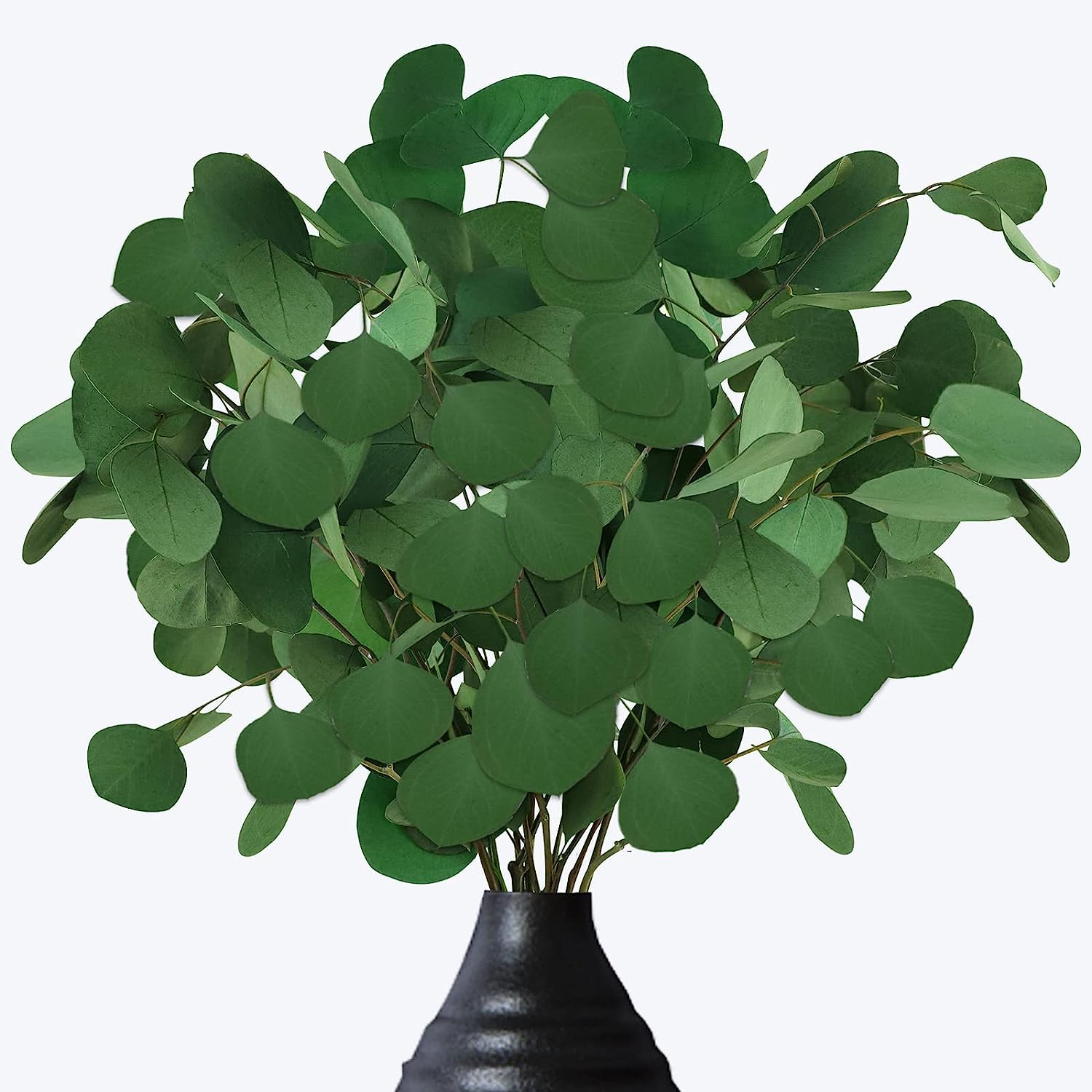 dried_flower - preserved_flower - fake_flower - 15-20Pcs Preserved Dried Eucalyptus Stems 100% Natural Real Silver Dollar Leaves - Molly Garden - Molly_Garden_Floral