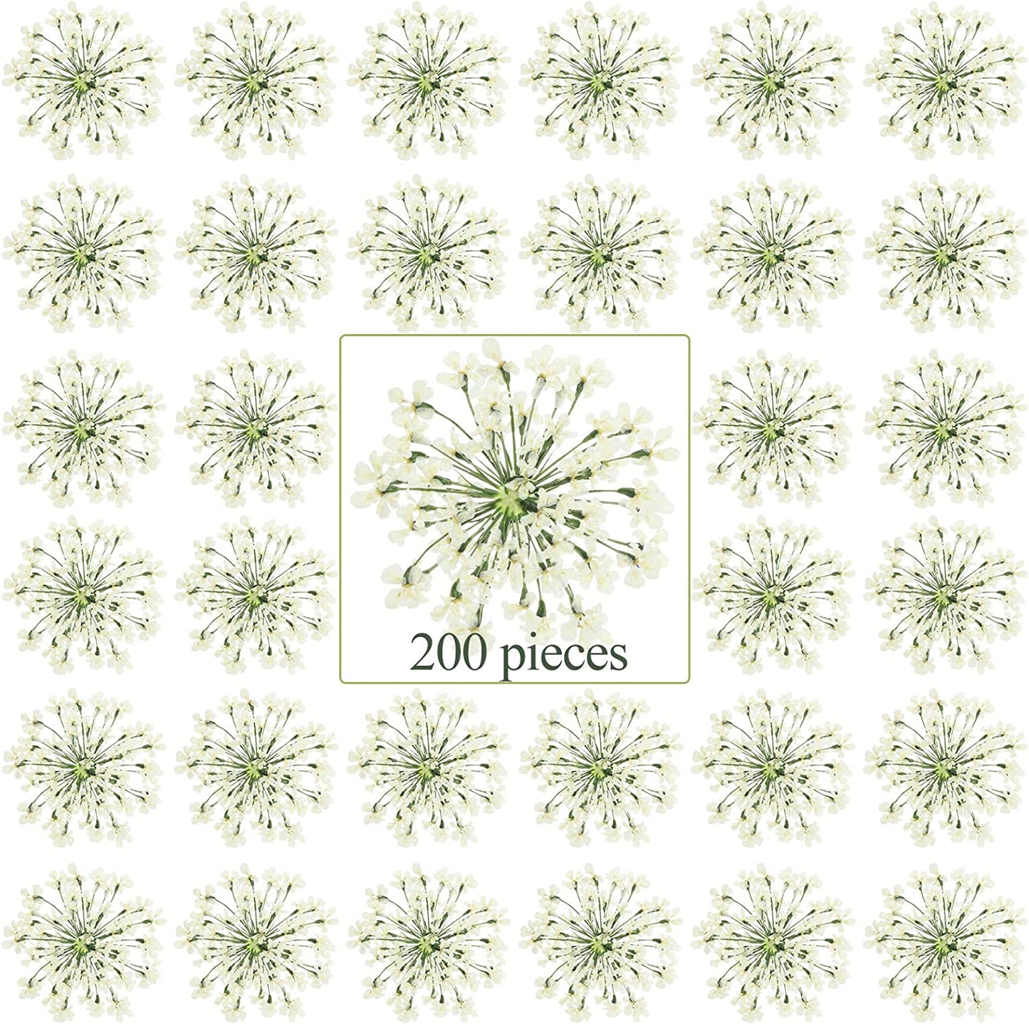 dried_flower - preserved_flower - fake_flower - 200Pcs Pressed Dried Flowers for Resin Art Dry Floral for Crafts DIY - Molly Garden - Molly_Garden_Floral