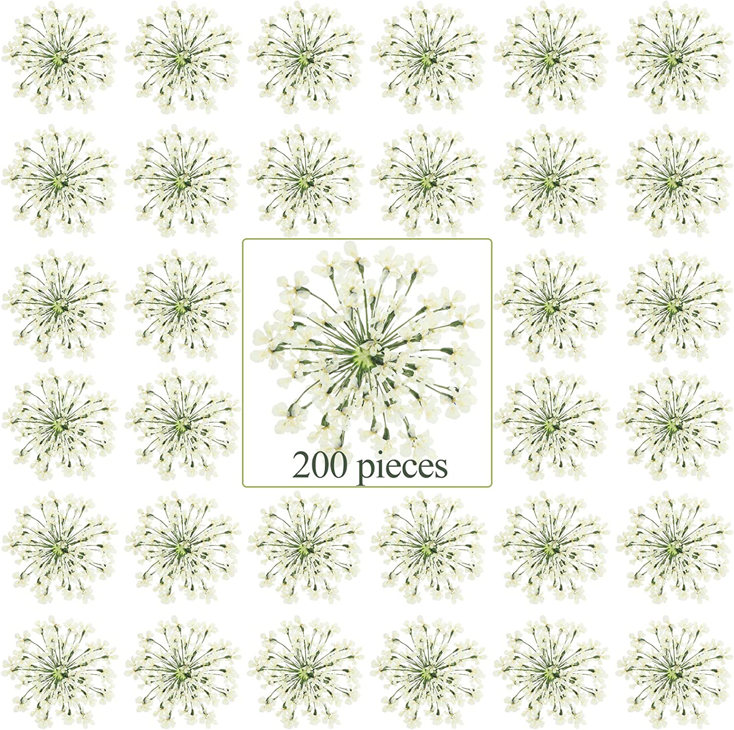 dried_flower - preserved_flower - fake_flower - 200Pcs Pressed Dried Flowers for Resin Art Dry Floral for Crafts DIY - Molly Garden - Molly_Garden_Floral